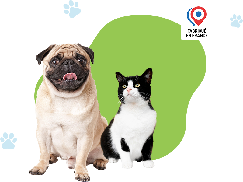 Chien et chat heureux
