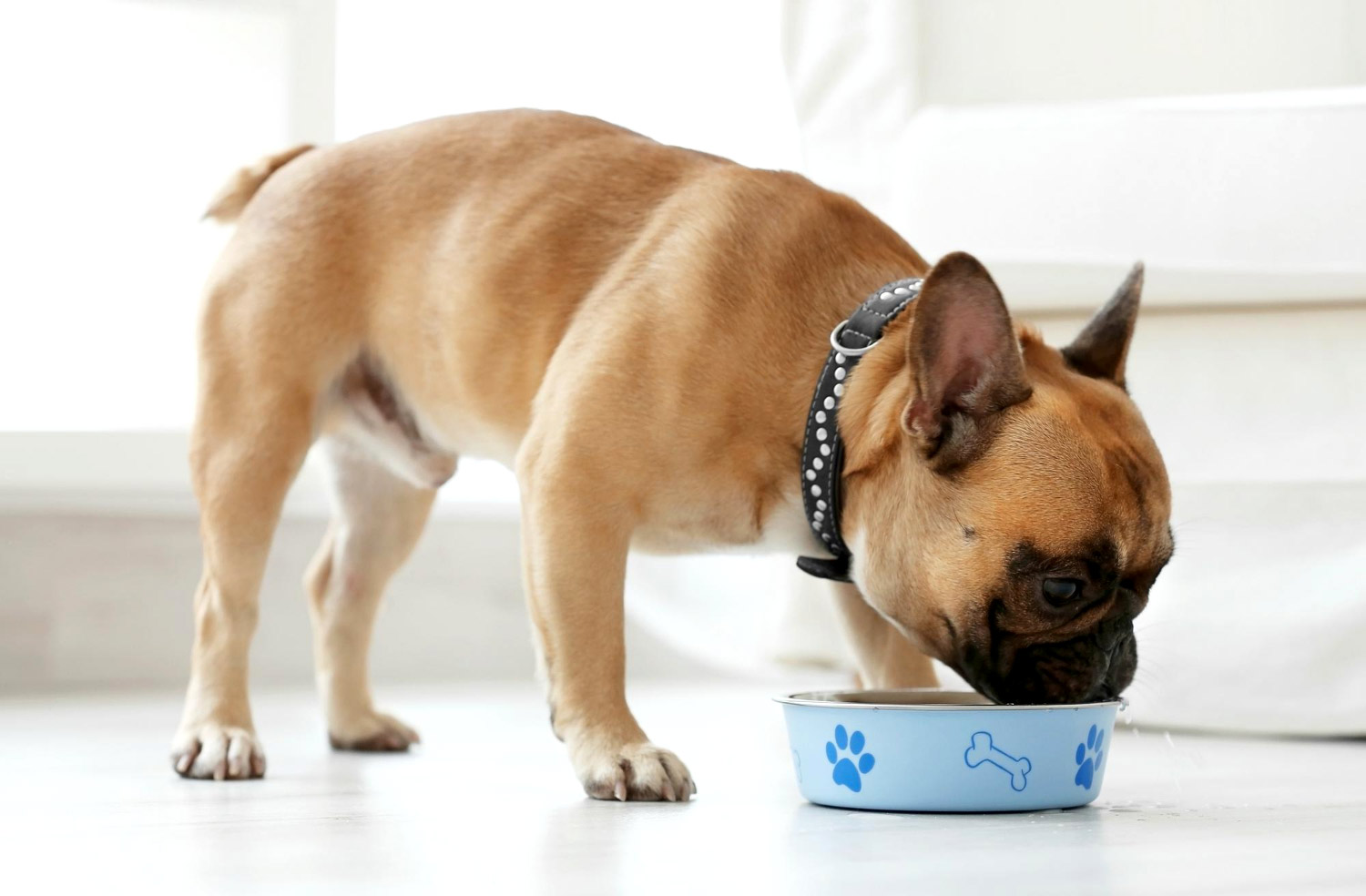 Chien en bonne santé